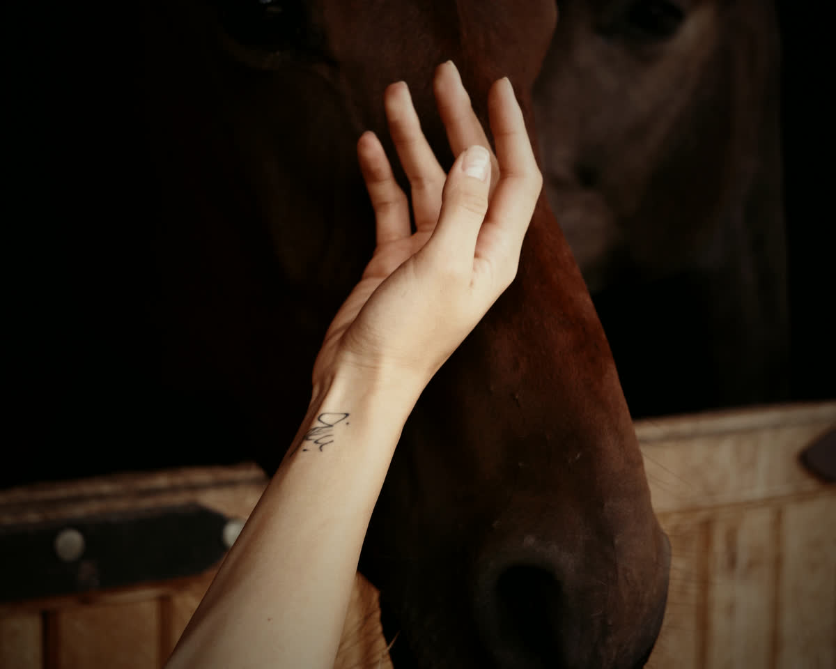 Eine Hand berührt den Kopf eines braunen Pferdes, dahinter ein zweites Pferd